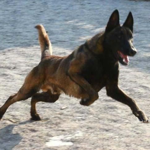 山东马犬(竟然能碰到30万的)