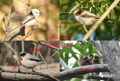 山麻雀(你真的能分清吗)