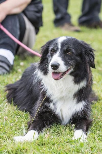 工作犬(还有哪些工作犬)