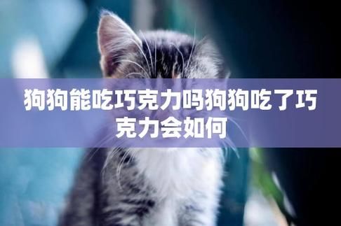 巧克力能喂狗吃吗(巧克力对狗狗来说是毒药吗)