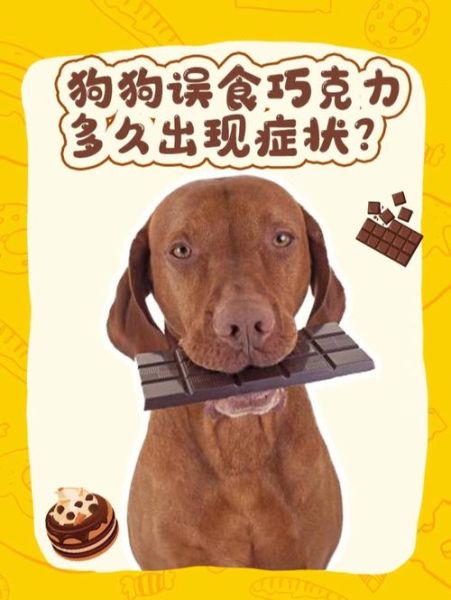 巧克力能喂狗吗(狗狗误食巧克力怎么办)