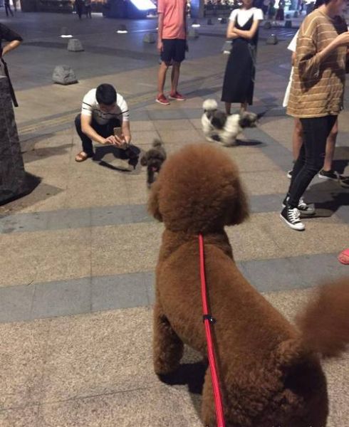 巨型泰迪(你会挑战一下吗)