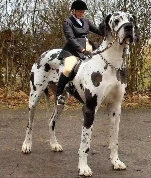 巨型犬(它们是不是都很温顺)