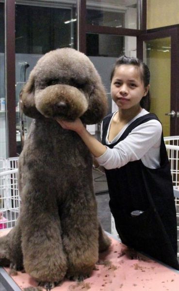 巨型贵宾犬(为什么不常见)