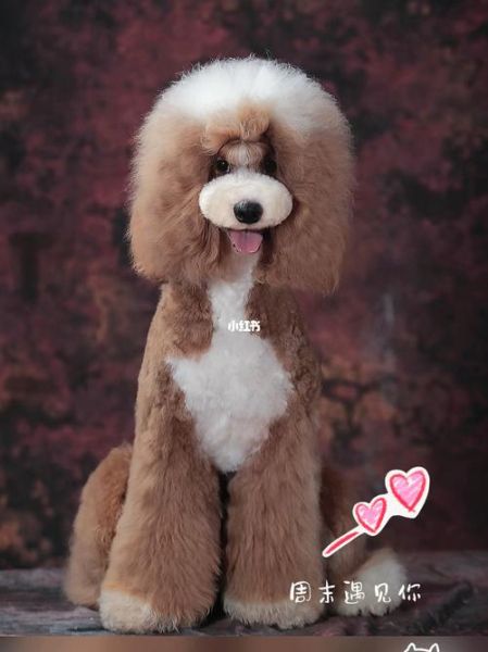 巨型贵宾犬多少钱一只(哪个地区价格更实惠)