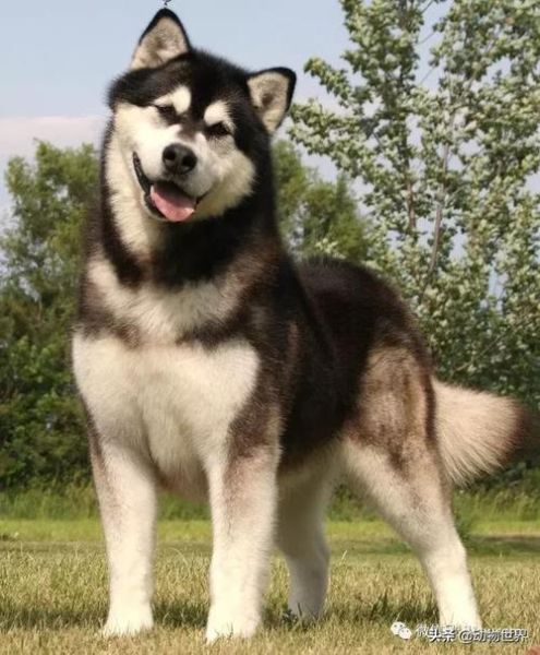 巨型阿拉斯加犬( 它们需要多少时间才能洗剪吹)