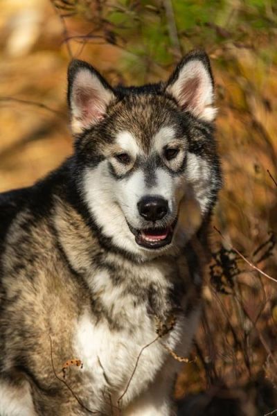 巨型阿拉斯加犬( 它们需要多少时间才能洗剪吹)
