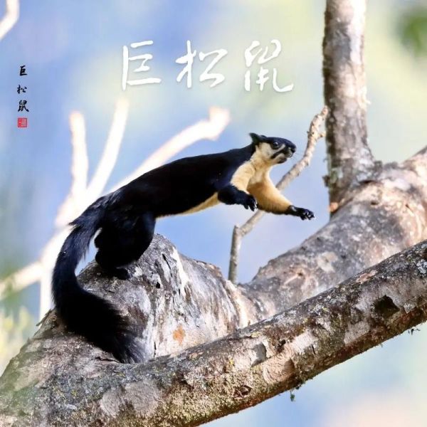 巨松鼠( 是树上霸主吗)