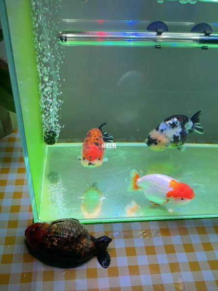 巨滑舌鱼(它跳缸会死吗)