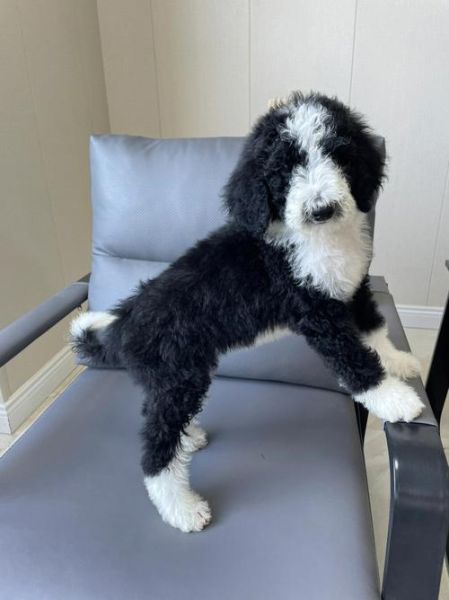 巨贵犬(它真的适合养在家里吗)