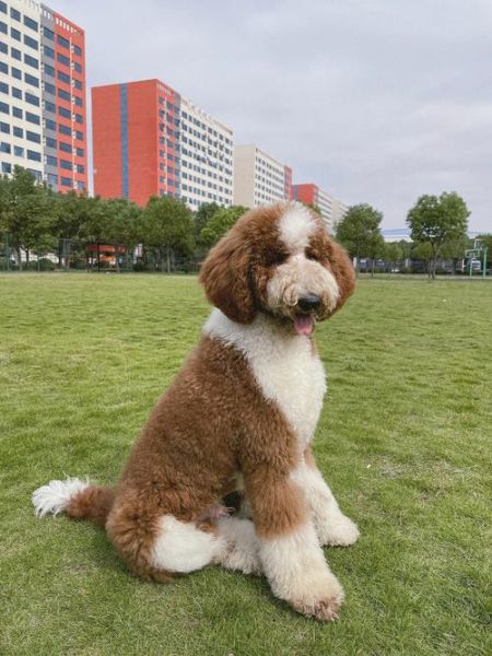 巨贵犬(它真的适合养在家里吗)