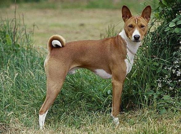 巴仙吉犬(养它会很头疼吗)