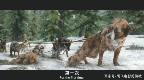 巴克狗的电影(野性的呼唤带你揭秘)