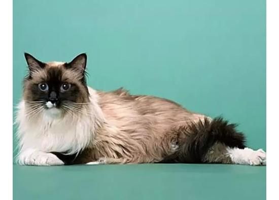 巴厘猫(需要准备什么)