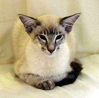 巴厘猫(需要准备什么)