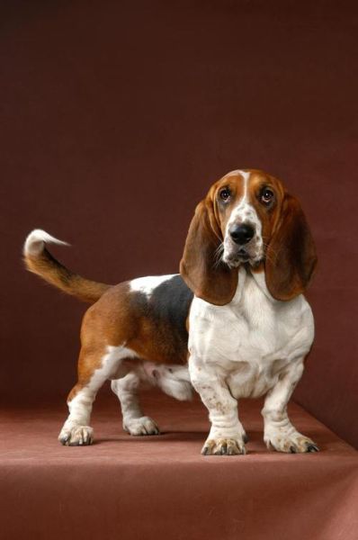 巴吉度犬( 它真的像传闻中那么容易攻击陌生人吗)