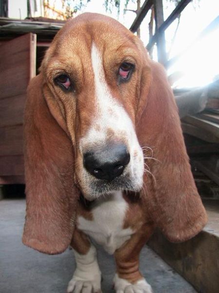 巴吉度犬( 它真的像传闻中那么容易攻击陌生人吗)