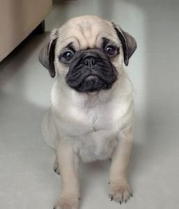 巴哥犬价格(什么样的才算物超所值)