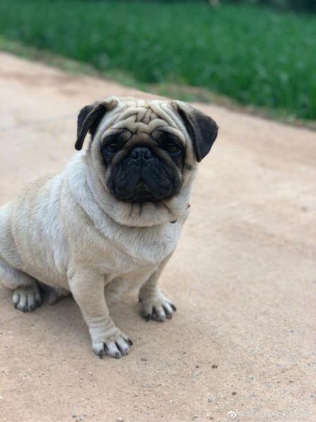 巴哥犬俱乐部( 它是古老的东方犬种吗)