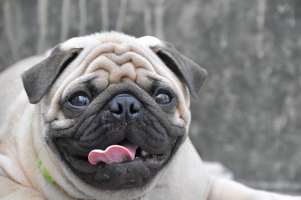 巴哥犬图片(为什么还有那么多人喜欢它)