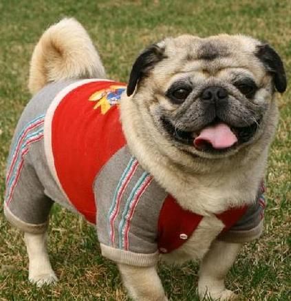 巴哥犬怎么养( 巴哥犬的性格怎么样)