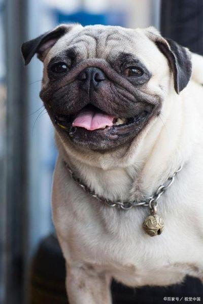 巴哥犬怎么养( 巴哥犬的性格怎么样)