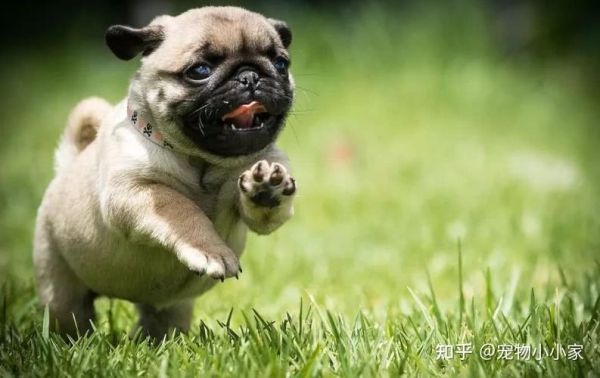 巴哥犬性格(需要怎么运动呢)
