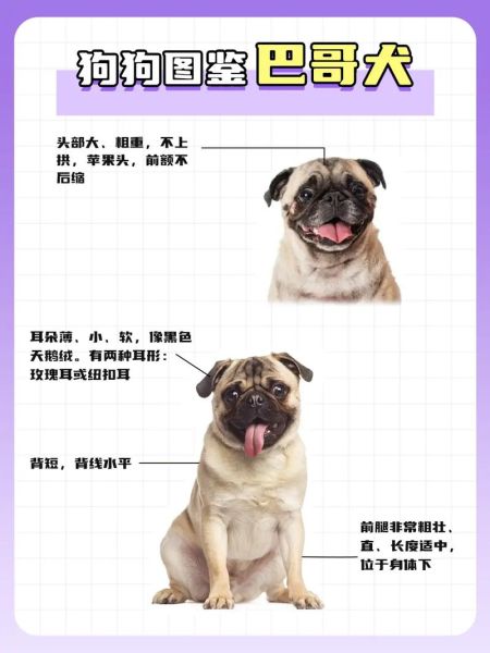 巴哥犬的喂养(哪些食物不能喂给它)