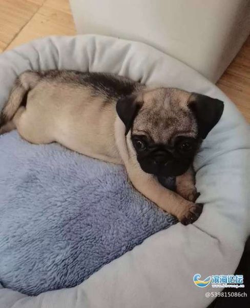 巴哥犬论坛(怎么加入交流群)