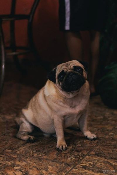 巴哥犬论坛(怎么加入交流群)