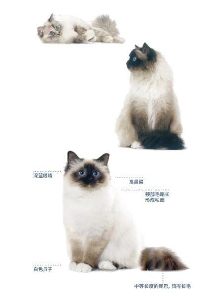 巴曼猫(它和波曼猫有什么区别)