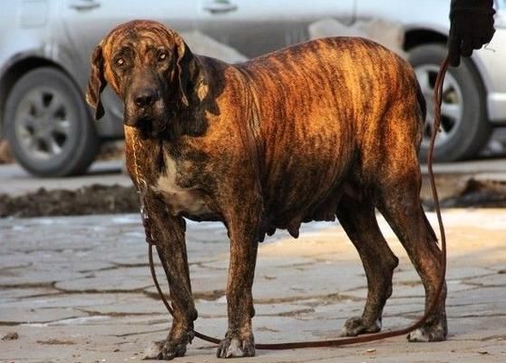 巴西獒犬(它们真的像传说中那么忠诚吗)