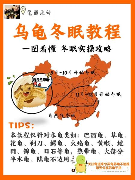 巴西龟冬天怎么养(怎么防止它吃太多)