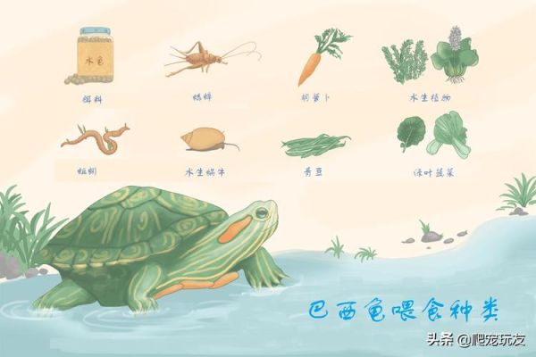 巴西龟吃什么(哪些食物它会拒绝)