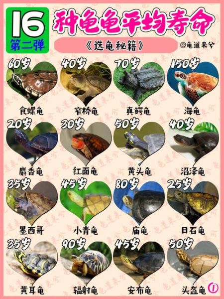 巴西龟如何分公母(背甲形状有区别吗)