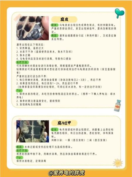 巴西龟怎么养(怎么预防巴西龟生病)