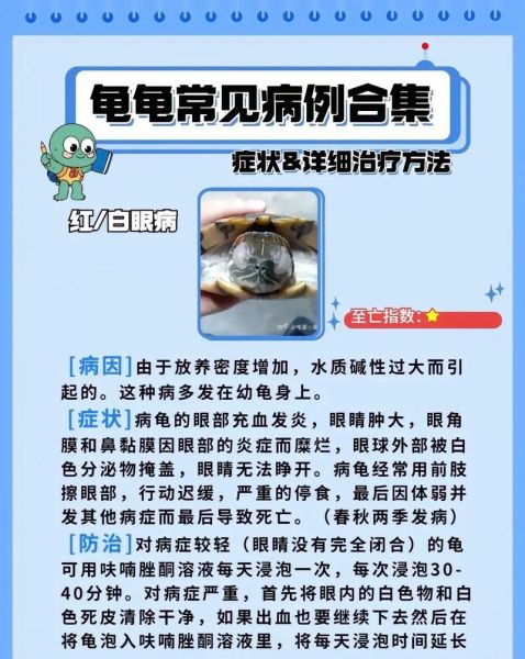 巴西龟怎么养(怎么预防巴西龟生病)