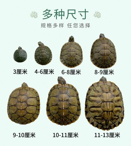 巴西龟怎么分公母(成年后看体重和颜色)