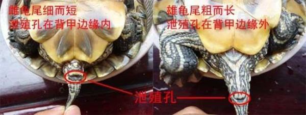 巴西龟怎么分公母(成年后看体重和颜色)