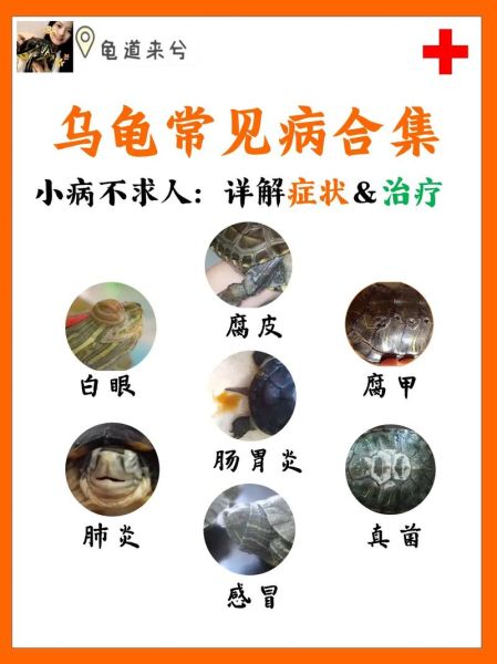 巴西龟白眼病治疗(有什么偏方吗)