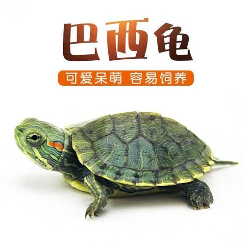 巴西龟的寿命(到底是不是真的能活几百年)