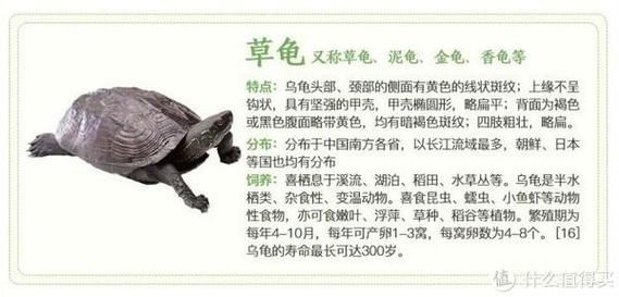 巴西龟的饲养方法(冬天要不要给它喂食)