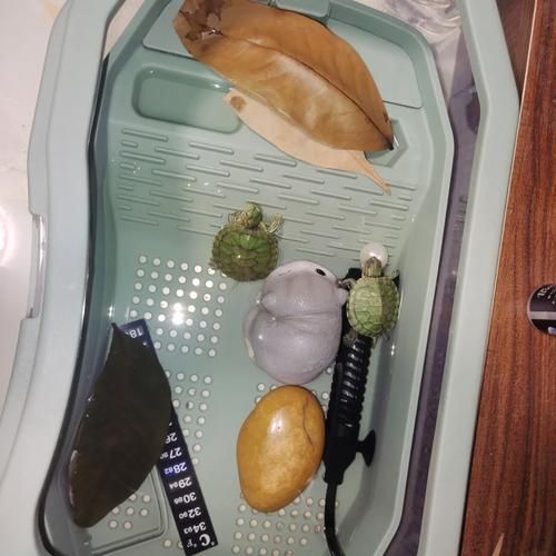 巴西龟肺炎( 该怎么救它)