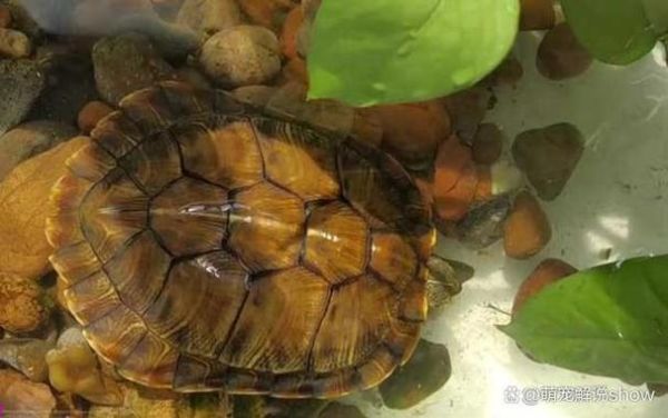 巴西龟饲养(怎么才能养好巴西龟)