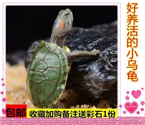 巴西龟饲养(怎么才能养好巴西龟)