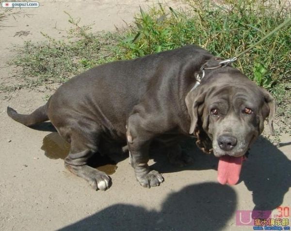 巴赛特猎犬(是不是很适合当宠物)