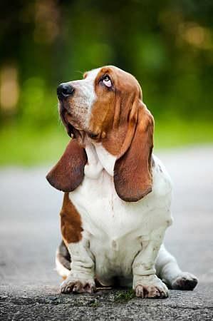 巴赛特猎犬(是不是很适合当宠物)
