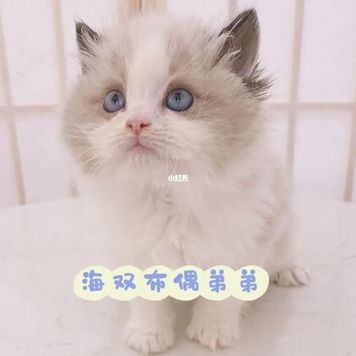 布偶猫价位( 到底哪个价位最靠谱)