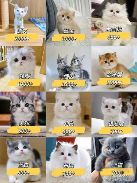 布偶猫价位( 到底哪个价位最靠谱)
