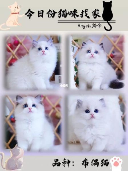 布偶猫价格(宠物级和赛级价格差多少)